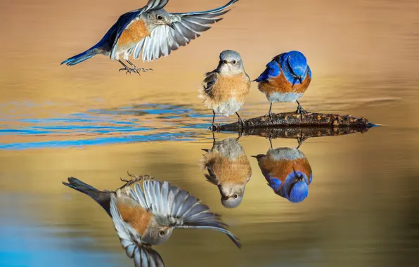 Water, birds, reflection, wings, Western sialia