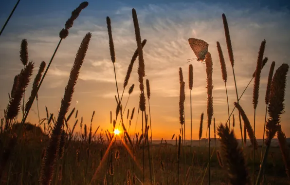 Picture field, the sky, the sun, sunset, nature, butterfly, the evening, stem