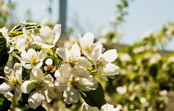 Picture leaves, flowers, nature, plants, petals, pear, flowers, flowers