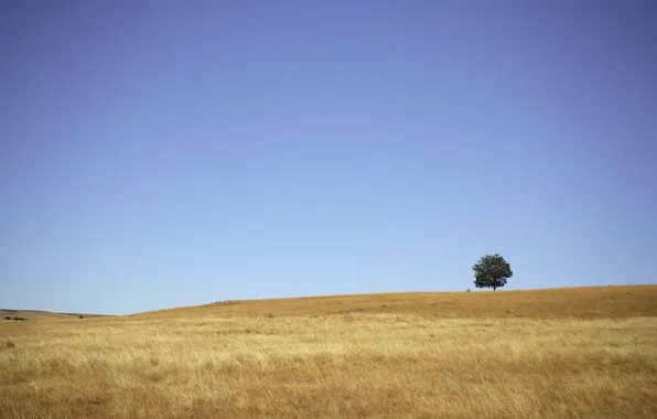 Grass, trees, landscape, photo, hills, Wallpaper for desktop, widescreen wallpapers 1920x1200