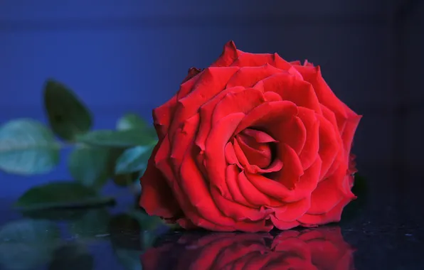 Leaves, flowers, red, roses, buds