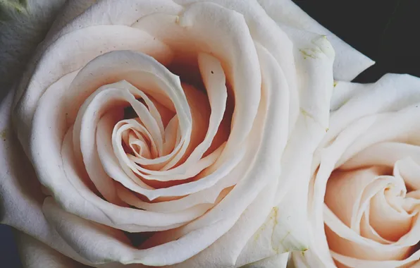 Flowers, roses, petals