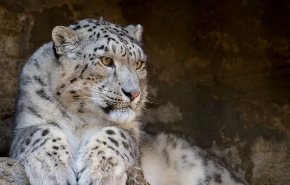 Picture predator, Snow Leopard, IRBIS, snow leopard, wild cats