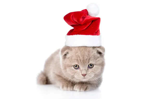 Cat, look, pose, kitty, grey, fold, Christmas, white background