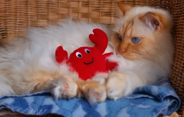 Cat, cat, look, pose, toy, crab, fluffy, red