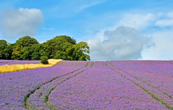 Picture field, the sky, clouds, trees, track, Sunny
