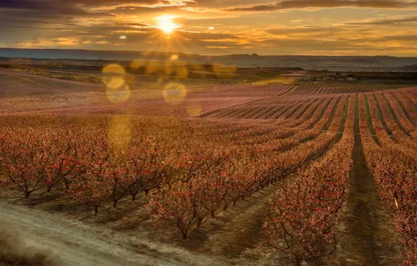 Picture sunset, spring, garden