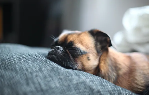 Bed, dog, nose, muzzle, dog, sleeping, Brabancon