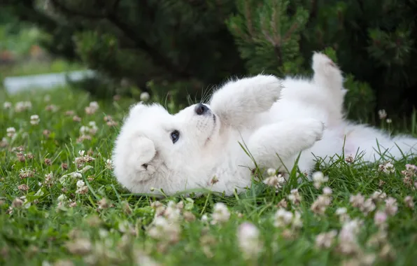 White, summer, grass, look, flowers, branches, nature, relax