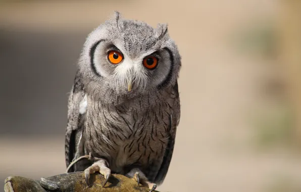Picture eyes, owl, bird, claws, night