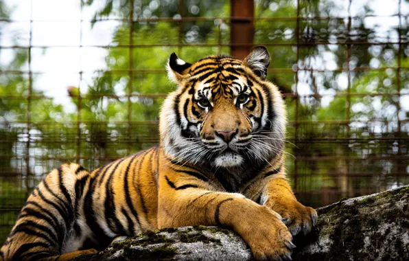 Look, face, tiger, the fence, zoo, bokeh