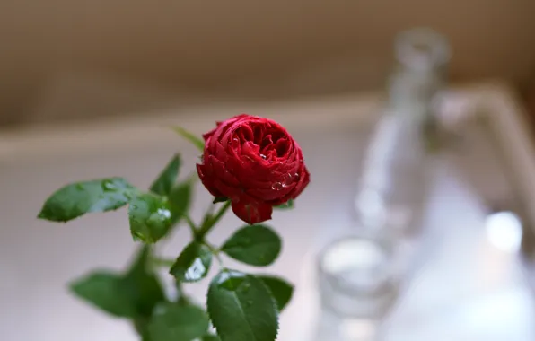 Flower, glass, leaves, drops, table, rose, stem, Bud