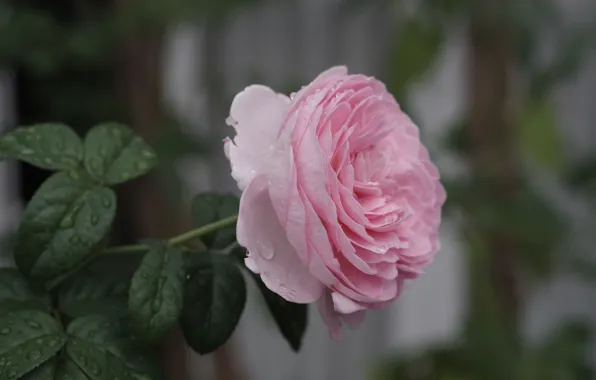 Flower, drops, pink, rose, garden, stem, bokeh, lush