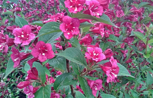 Summer, flowers, 2025, Weigela blooming