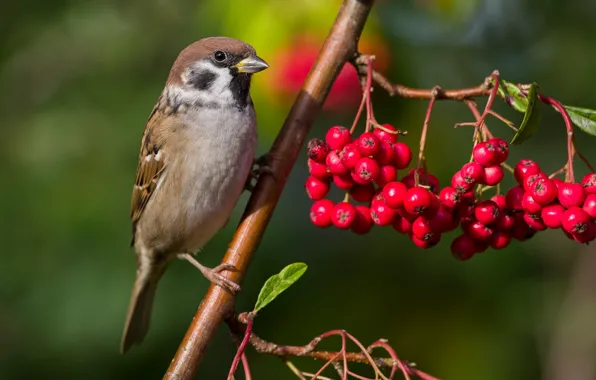 Branches, red, berries, fruit, Sparrow, Rowan, bunches, English