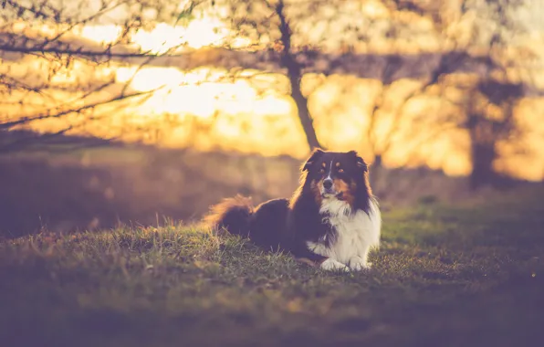 Grass, trees, field, dog, sundown, sunlight, branches, silhouettes