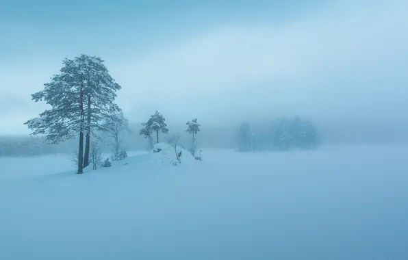 Winter, the sky, snow, trees, fog