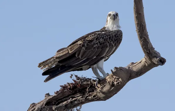 The sky, branches, tree, bird, dry, Koryak