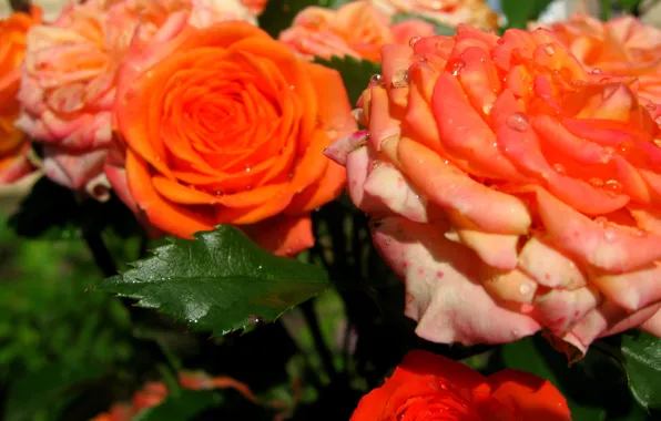 Flowers, rain, roses