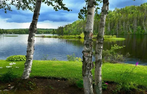 Picture greens, forest, summer, grass, clouds, trees, lake, pond