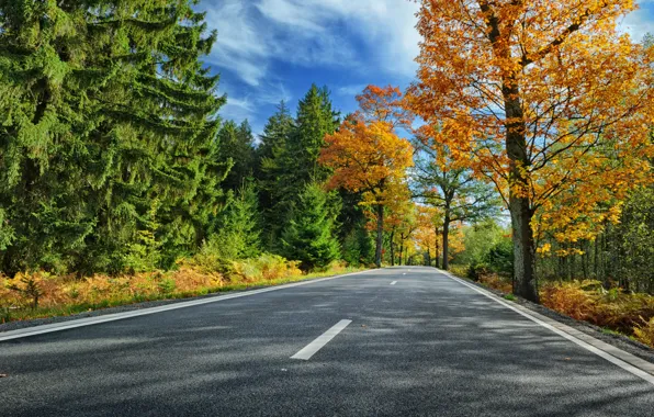 Road, autumn, forest, leaves, trees, Park, colorful, forest