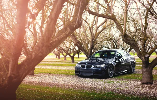 Black, E92, Trees, M3