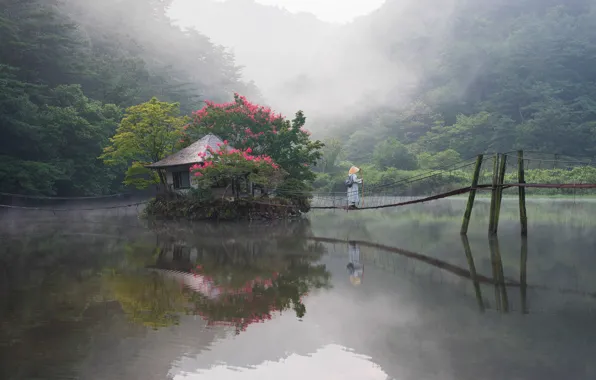 Picture forest, landscape, nature, fog, lake, pond, Park, morning