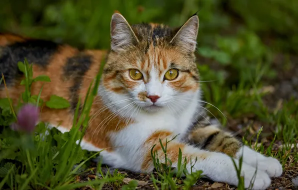 Cat, grass, look, face, nature, pose, paws, lies