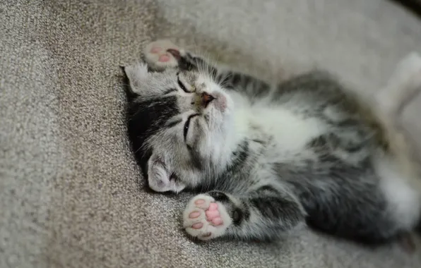 Legs, muzzle, sleeping, kitty