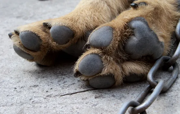 Macro, fatigue, legs, dog, wool, chain, crack, pads