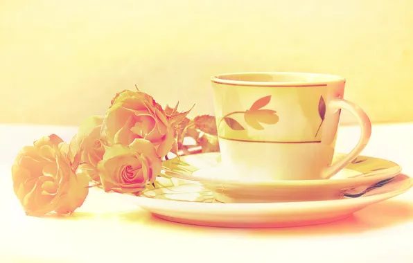 Color, flowers, roses, treatment, Cup, still life, saucer, image