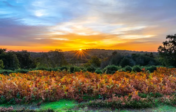 Autumn, forest, the sky, the sun, trees, sunset, thickets, fern