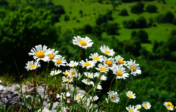 Picture chamomile, a lot, blurred background