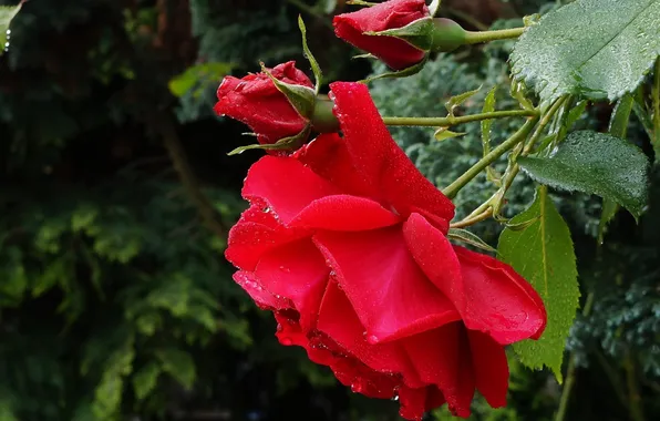 Red, roses, blooming