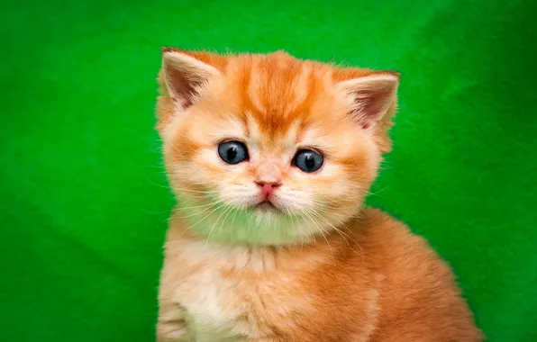 Cat, look, pose, kitty, portrait, red, face, green background