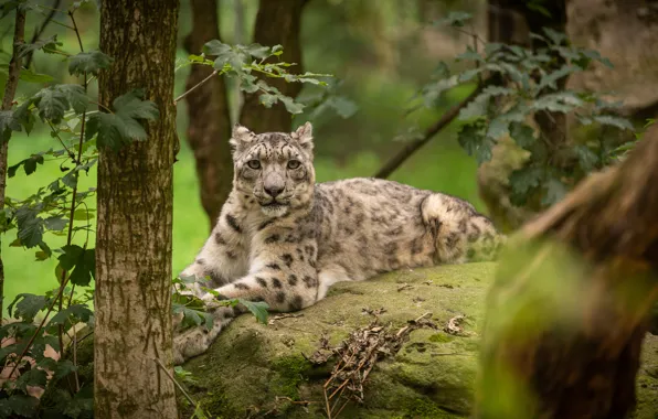 Picture stones, look, lies, snow leopard, trees, leaves, bokeh, IRBIS