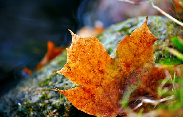 Picture grass, sheet, fallen, autumn