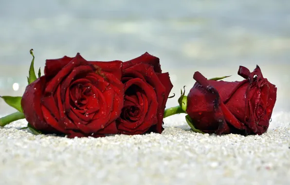 Sand, sea, beach, drops, macro, flowers, shore, roses