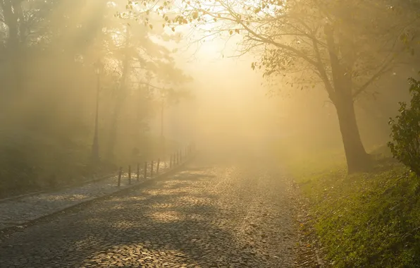 Light, the city, fog, street, morning