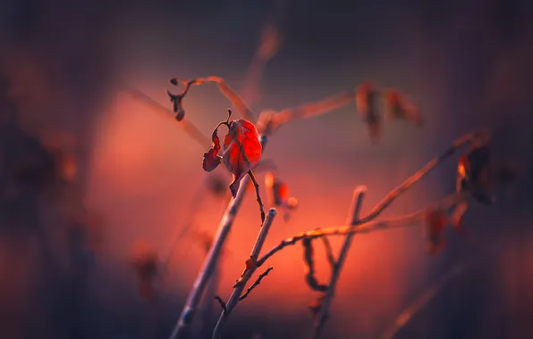 Leaves, branches, nature