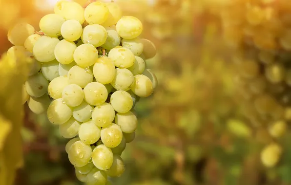Sprig, grapes, bunch