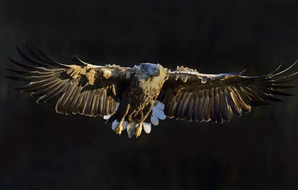 Nature, bird, White Tailed Eagle