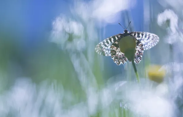 Macro, butterfly, flowers, insects, nature, background, blue, butterfly