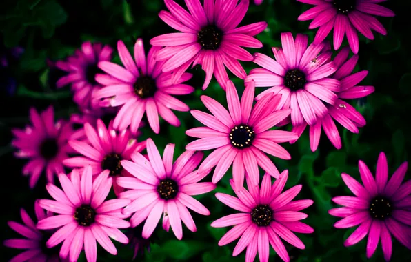 Picture flowers, background, pink, flowerbed