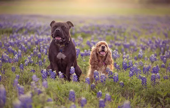 Dogs, flowers, meadow, pair, two dogs, lupins