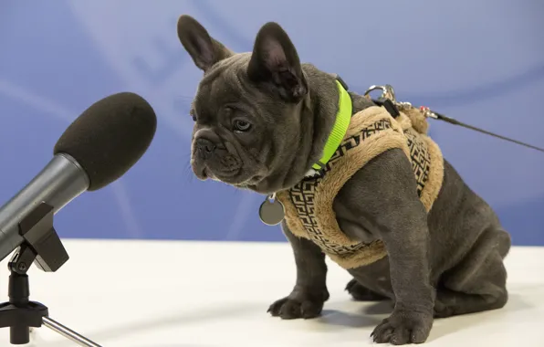 Picture dog, bulldog, microphone, vest, French bulldog, interview