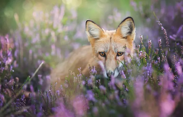 Eyes, look, flowers, background, glade, portrait, muzzle, Fox