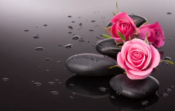 Picture flower, stone, pink rose