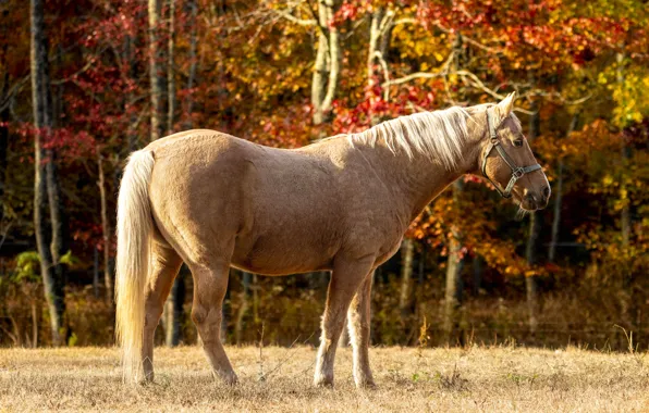 Autumn, forest, light, Park, horse, glade, foliage, horse