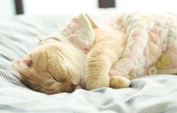 Cat, bed, sleeping, beige, British
